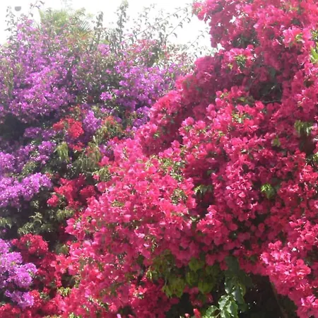 Apartamento Buganvílea - Vivenda Johanna *