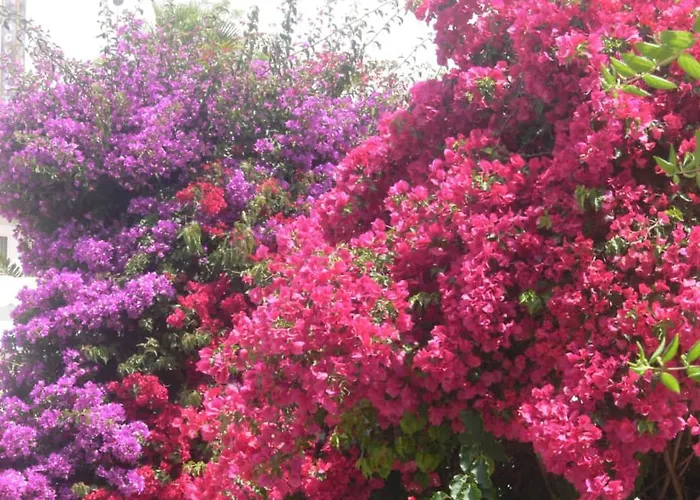 公寓 Buganvilea - Vivenda Johanna *